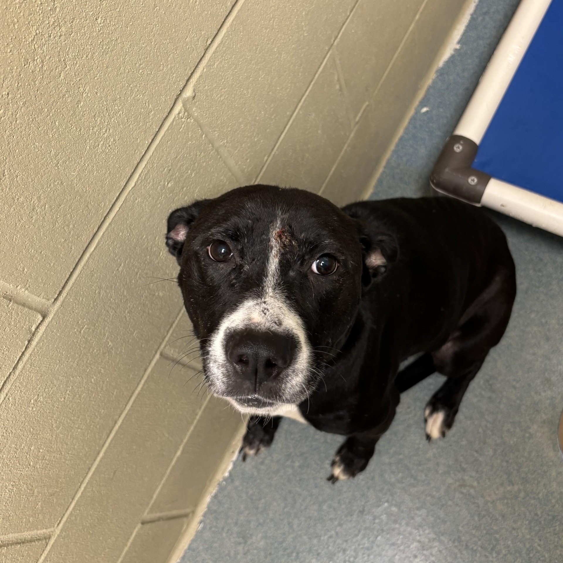 Angel, Adoptable, Adult Female Black Labrador Retriever & Pit Bull Terrier.