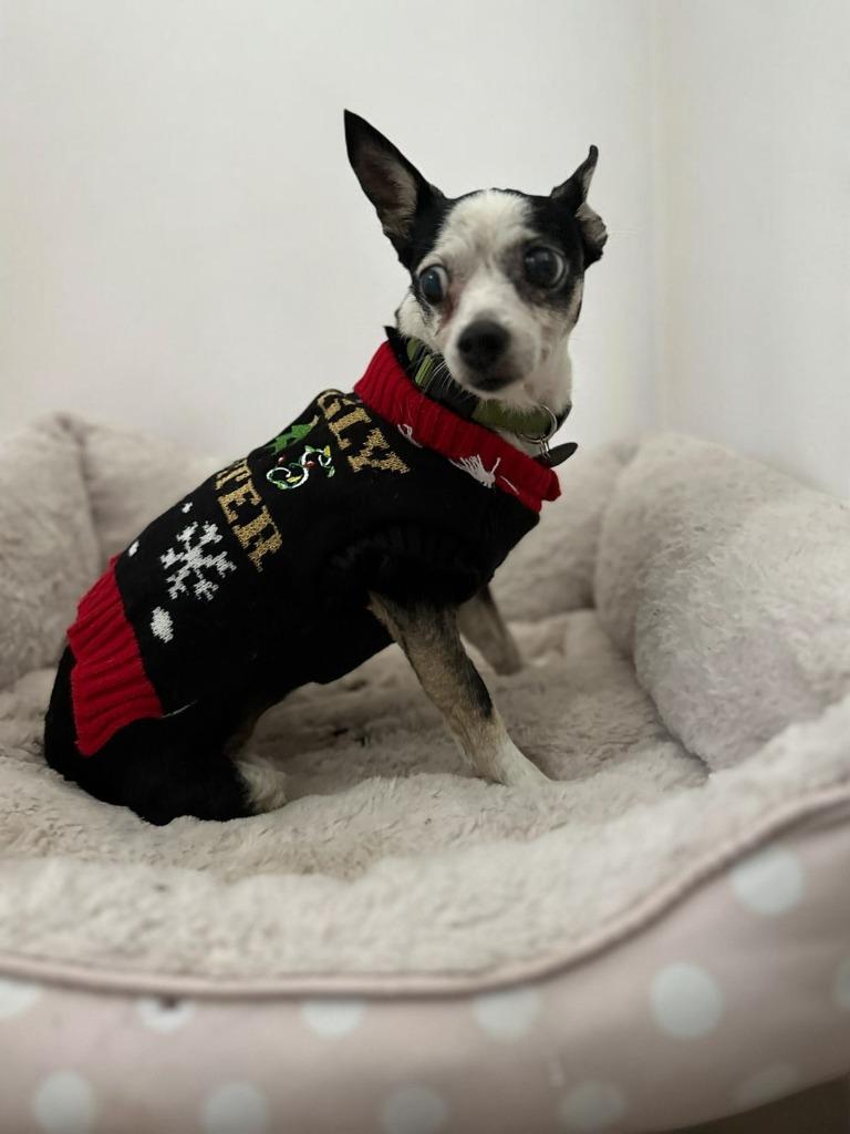 Enlarge Lulu, an adoptable Chihuahua in Corral del Risco, NAY image 3/4