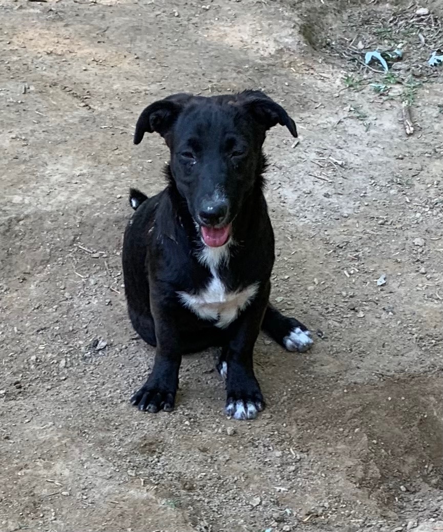 Marsha, a Adoptable mixed breed in Coatesville, PA image 1/11