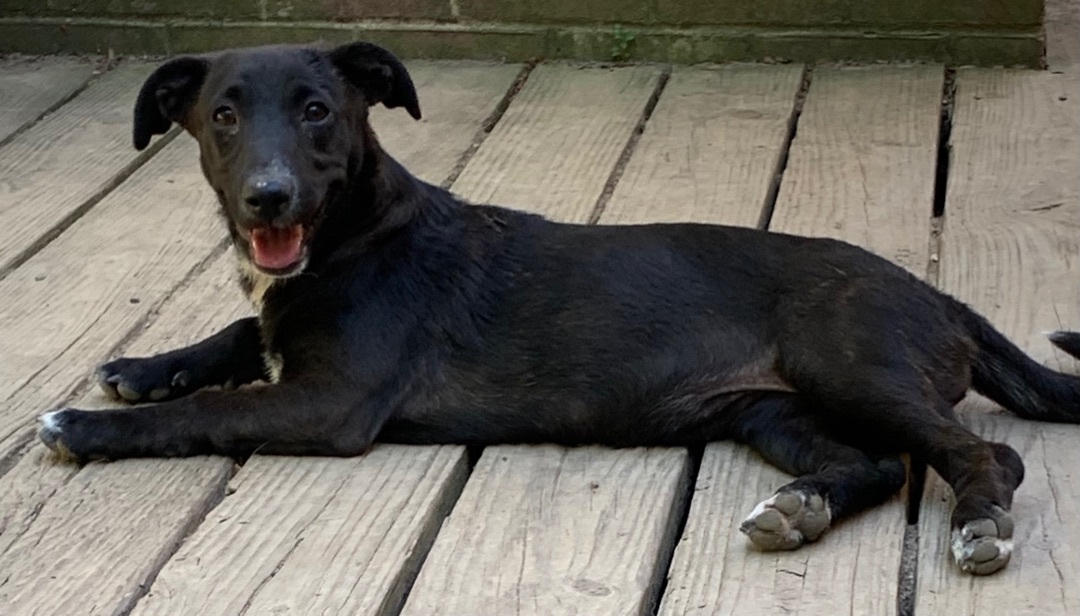 Marsha, a Adoptable mixed breed in Coatesville, PA image 2/11