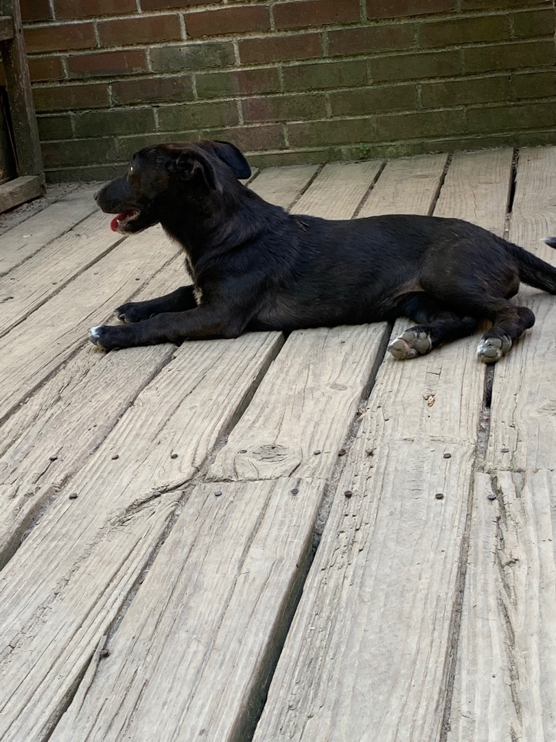 Marsha, a Adoptable mixed breed in Coatesville, PA image 4/11