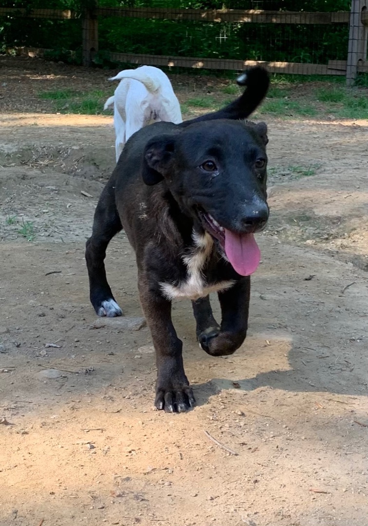 Marsha, a Adoptable mixed breed in Coatesville, PA image 5/11