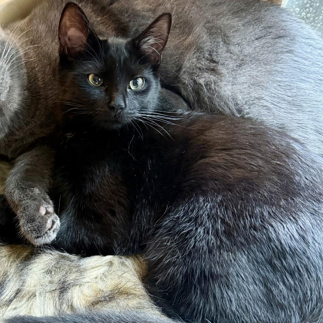 Cheese, Adoptable, Young Female Domestic Short Hair.