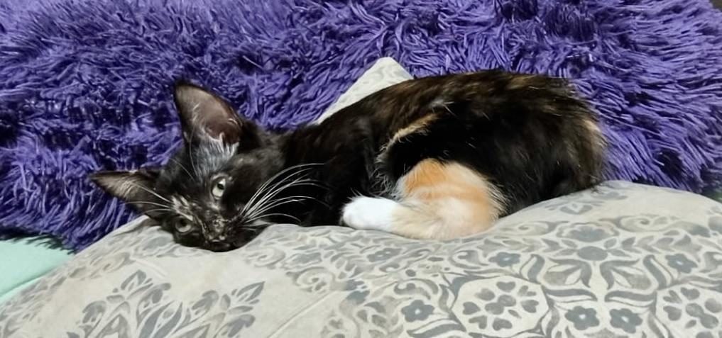 Ivonne, adopted, Kitten Female Domestic Short Hair.