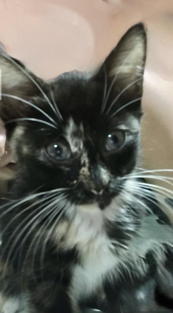 Enlarge Ivonne, an adopted Domestic Short Hair in Dresher, PA image 2/6