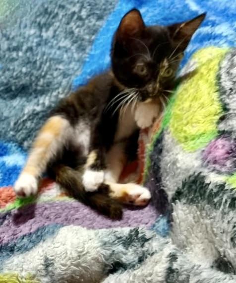 Enlarge Ivonne, an adopted Domestic Short Hair in Dresher, PA image 3/6