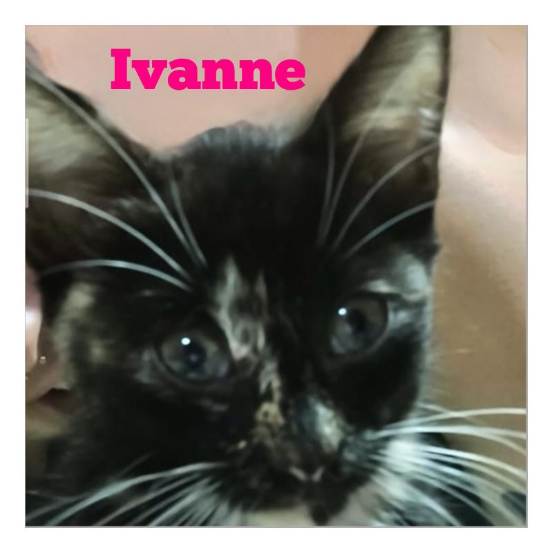 Ivonne, adopted, Kitten Female Domestic Short Hair.
