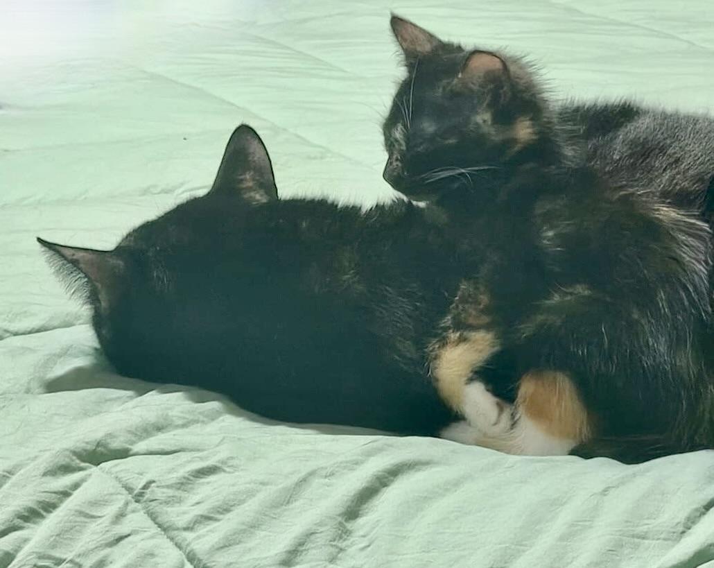 Enlarge Ivonne, an adopted Domestic Short Hair in Dresher, PA image 5/6