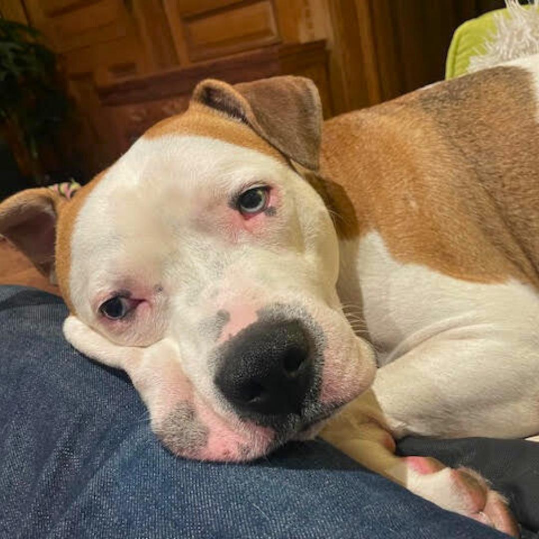 Enlarge Dougie, a Adoptable Mixed Breed in New York, NY image 3/6