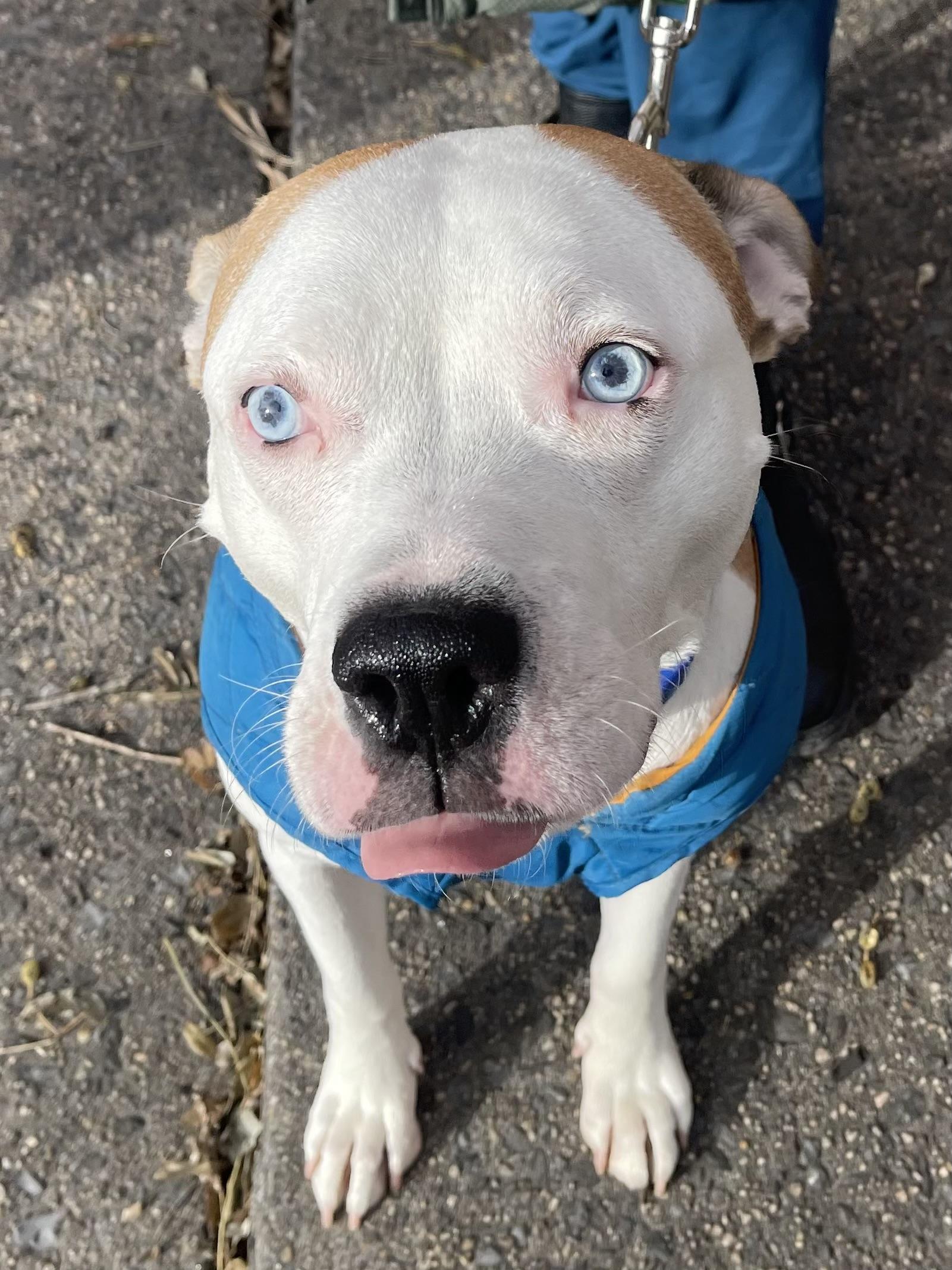 Dougie, Adoptable, Young Male Mixed Breed.