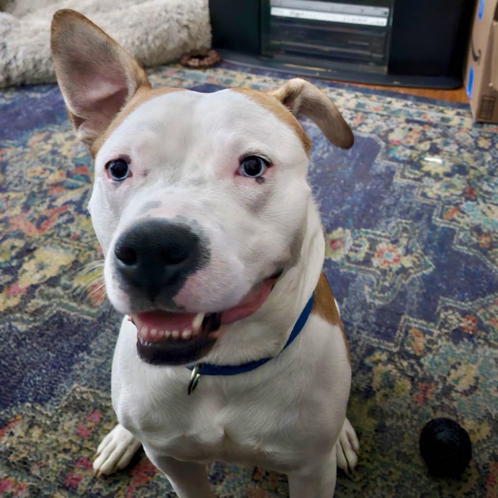 Dougie, Young Male Mixed Breed