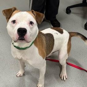 Dougie, a Adoptable Mixed Breed in BROOKLYN, NY image 5/6