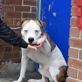 Dougie, a Adoptable Mixed Breed in BROOKLYN, NY image 6/6