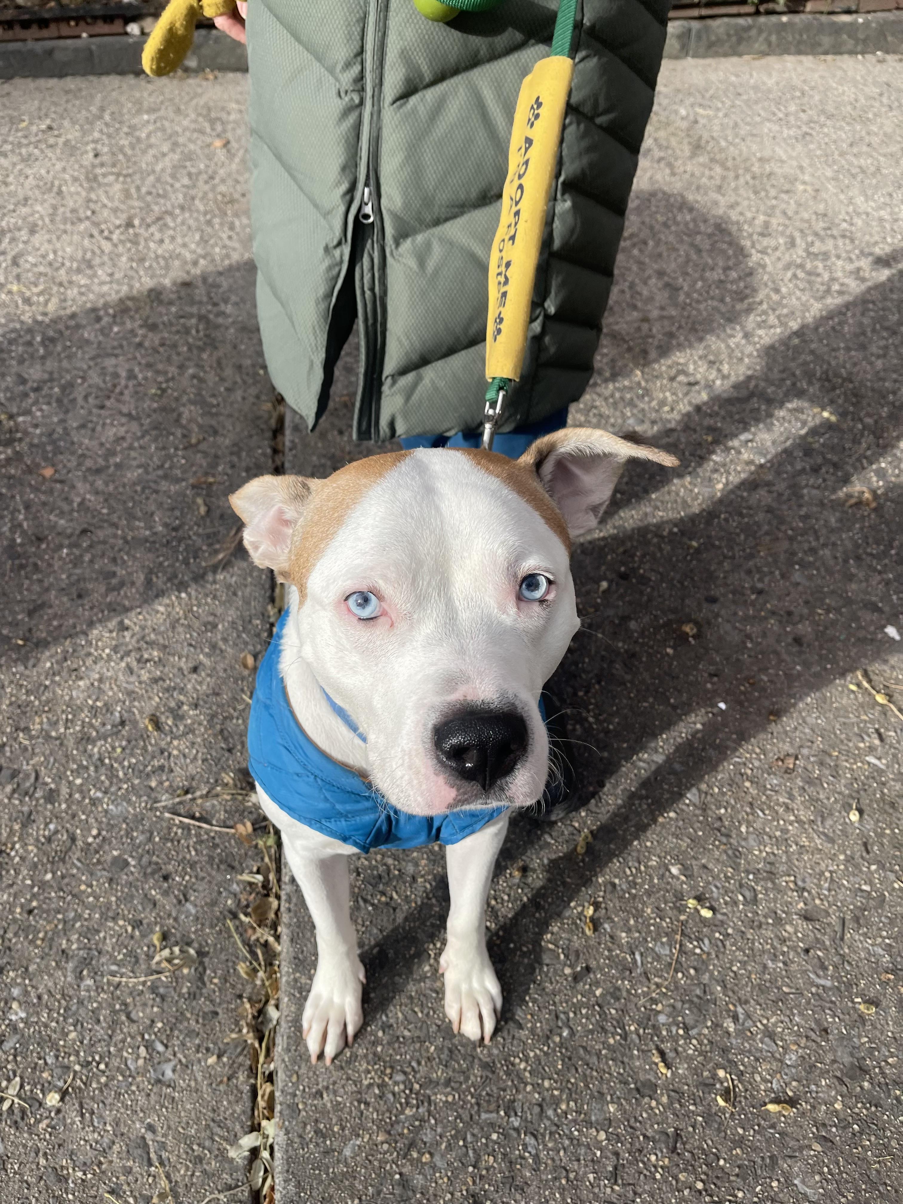 Enlarge Dougie, a Adoptable Mixed Breed in New York, NY image 6/6