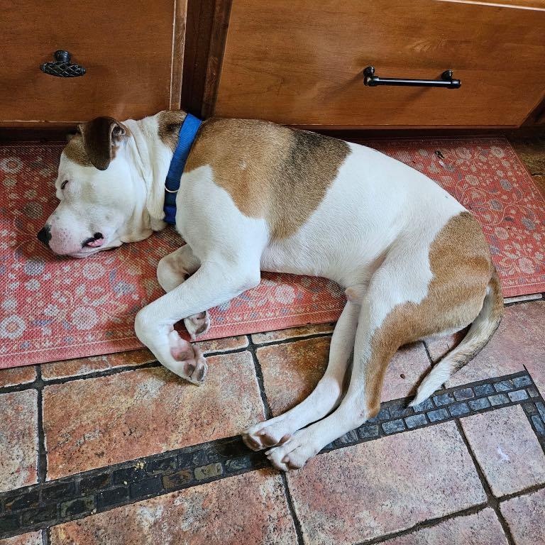 Dougie, a Adoptable Mixed Breed in BROOKLYN, NY image 2/6