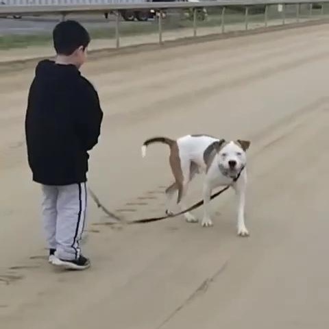 Dougie, a Adoptable Mixed Breed in BROOKLYN, NY image 4/6