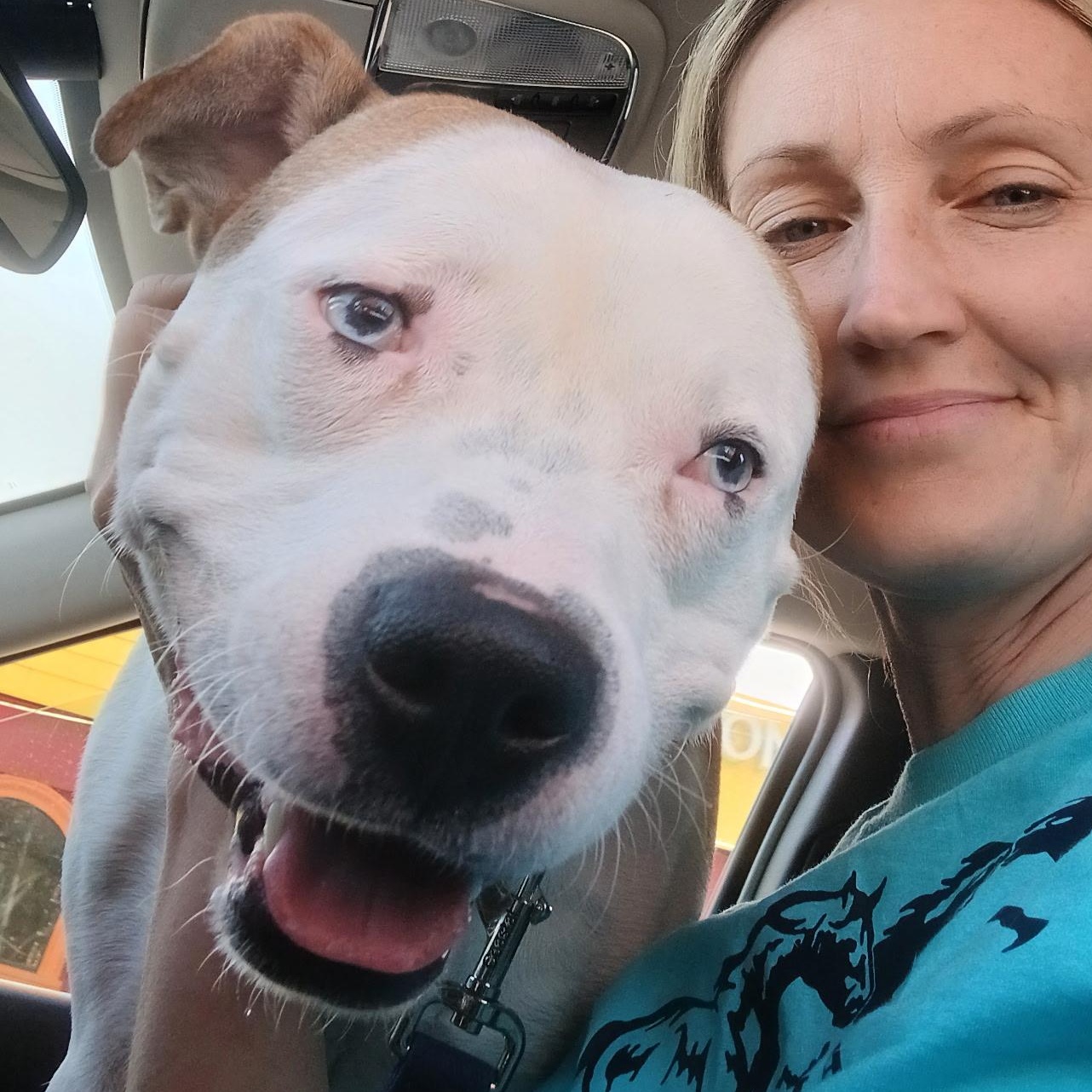 Dougie, a Adoptable Mixed Breed in BROOKLYN, NY image 3/6