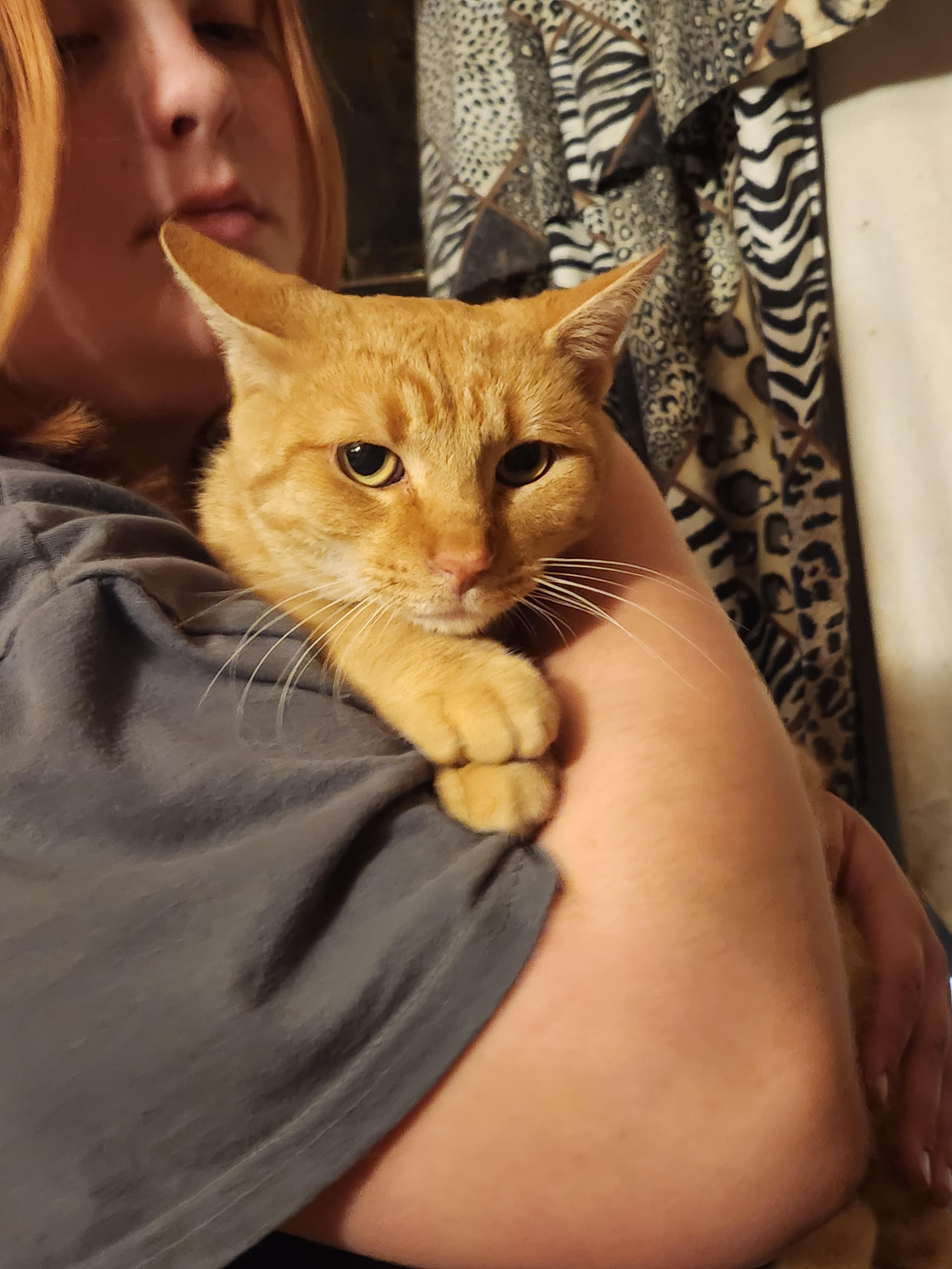 Enlarge Toby, a Adoptable Domestic Short Hair in Mount Pleasant, TX image 1/4