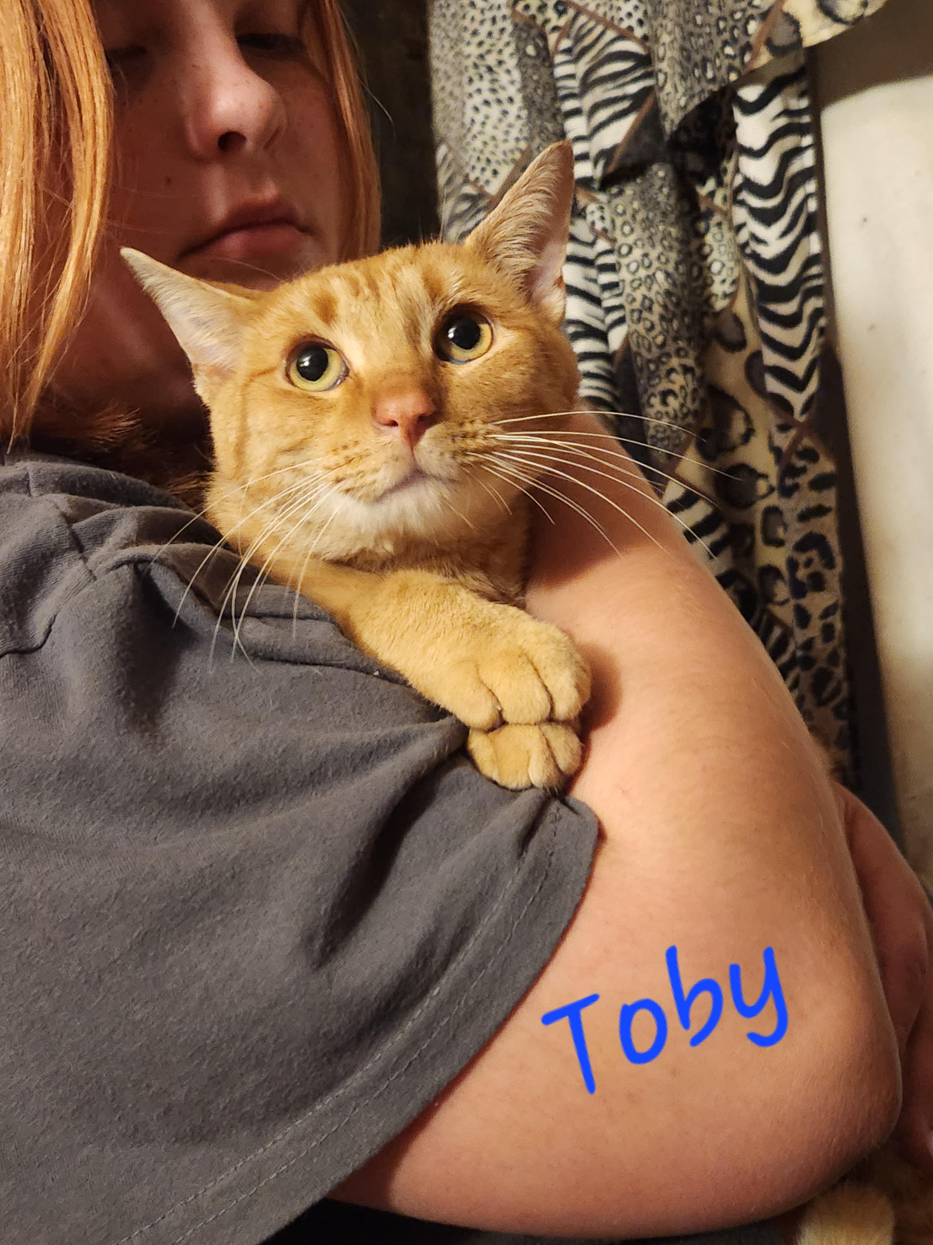 Enlarge Toby, a Adoptable Domestic Short Hair in Mount Pleasant, TX image 2/4