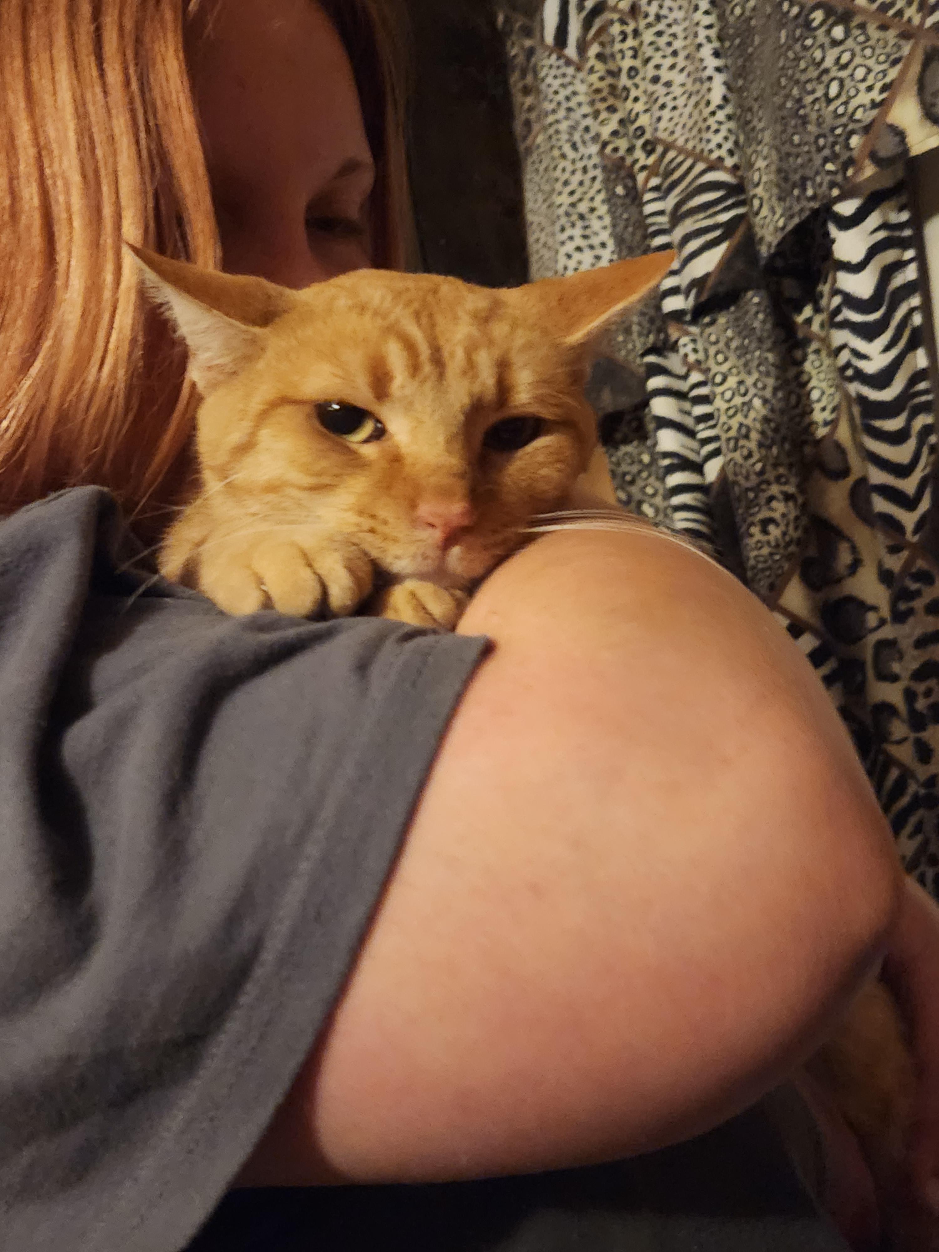 Enlarge Toby, a Adoptable Domestic Short Hair in Mount Pleasant, TX image 3/4