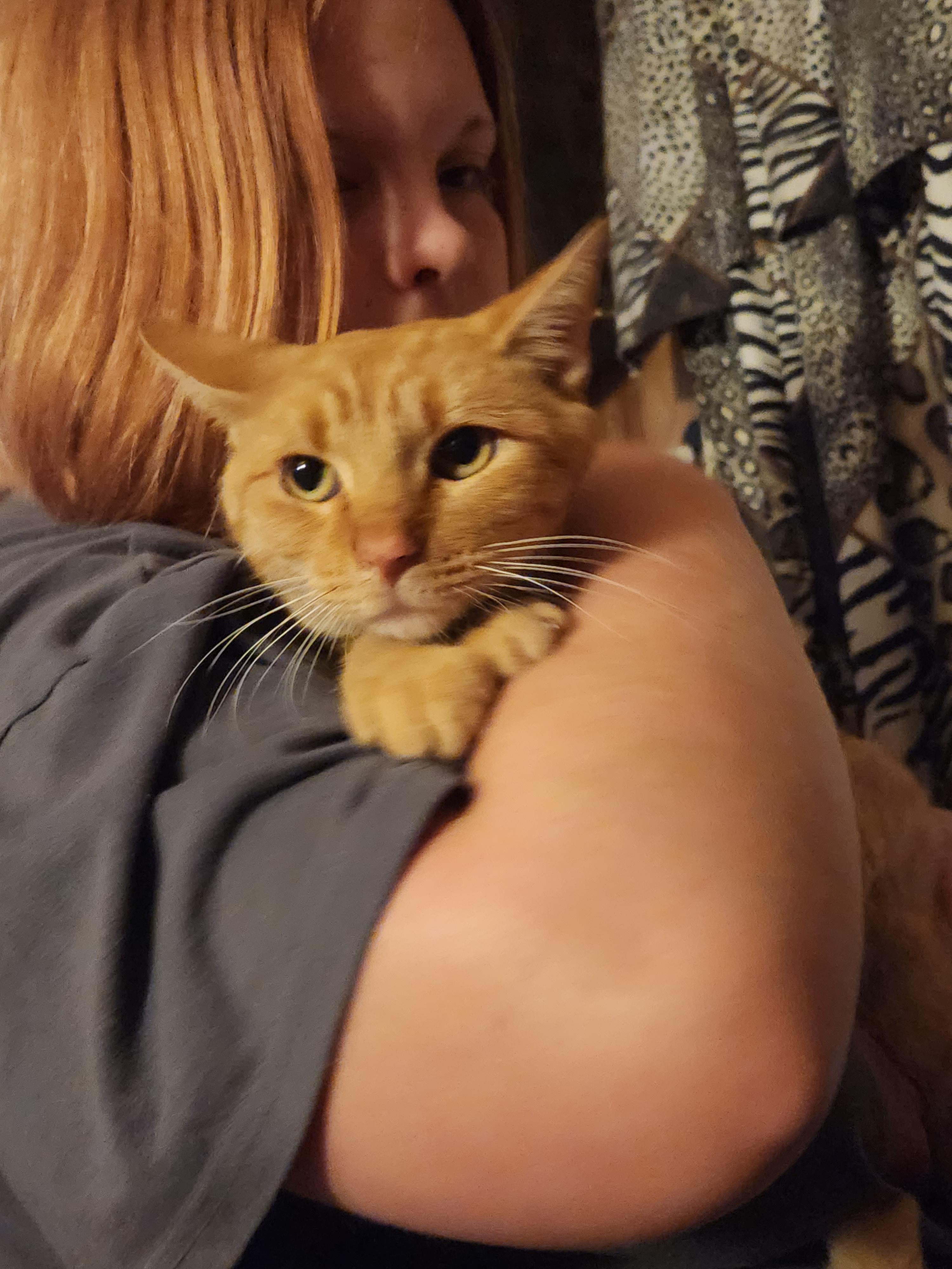 Enlarge Toby, a Adoptable Domestic Short Hair in Mount Pleasant, TX image 4/4