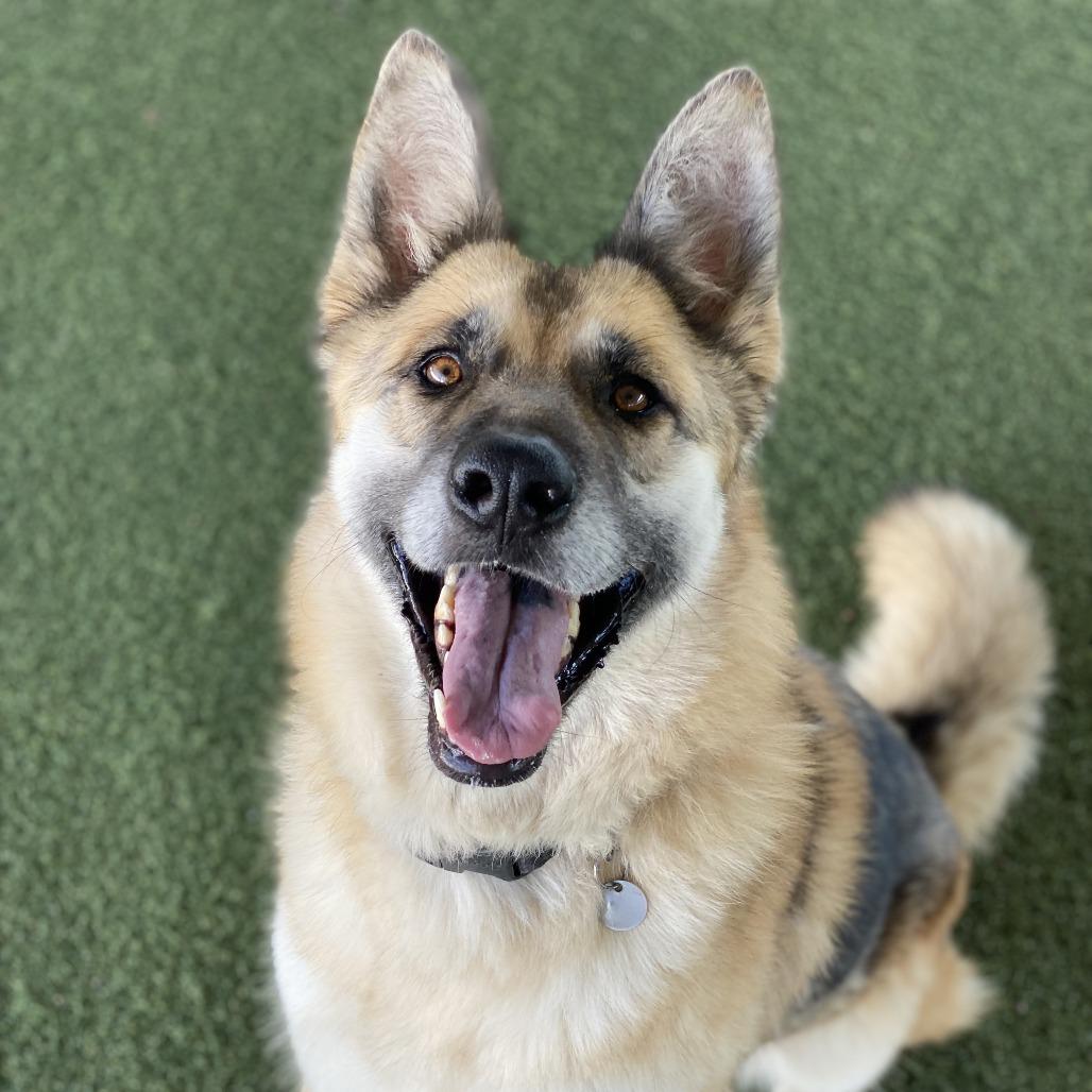 Maui, Adoptable, Adult Female German Shepherd Dog & Mixed Breed.