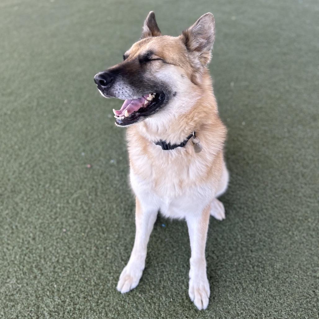 Maui, a Adoptable mixed breed in Riverside, CA image 2/6