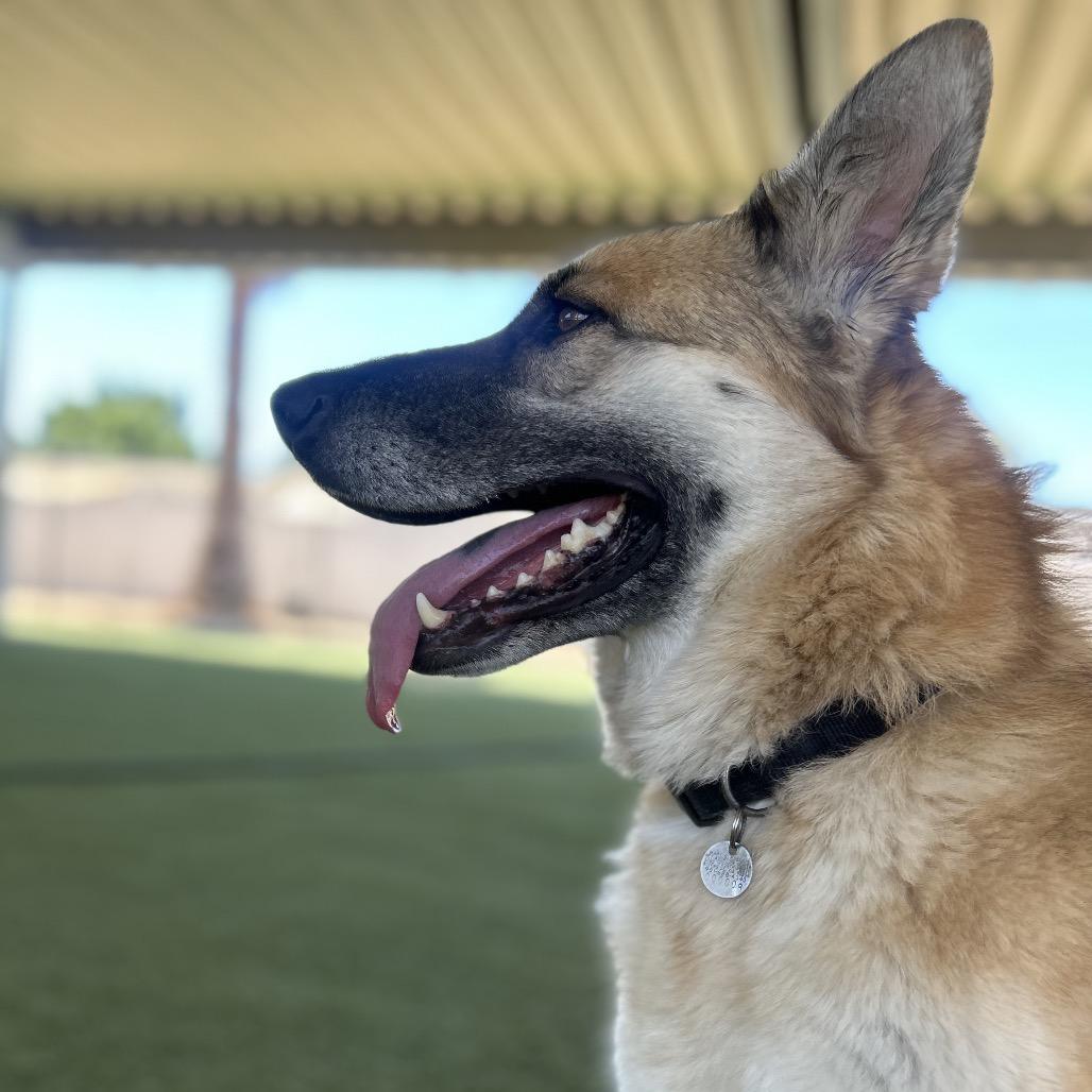 Maui, a Adoptable mixed breed in Riverside, CA image 3/6