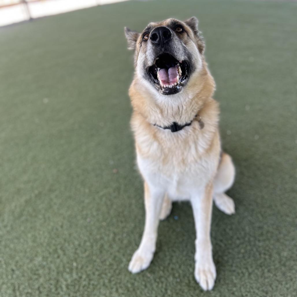 Maui, a Adoptable mixed breed in Riverside, CA image 4/6