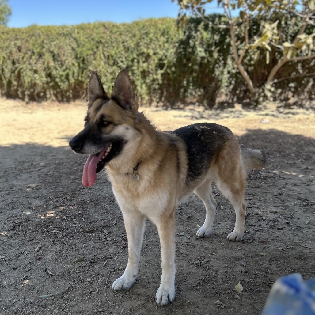Maui, a Adoptable mixed breed in Riverside, CA image 5/6