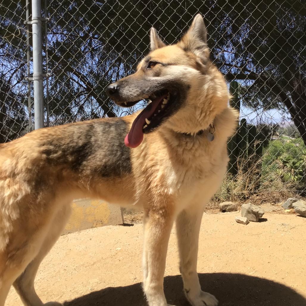Maui, a Adoptable mixed breed in Riverside, CA image 4/6