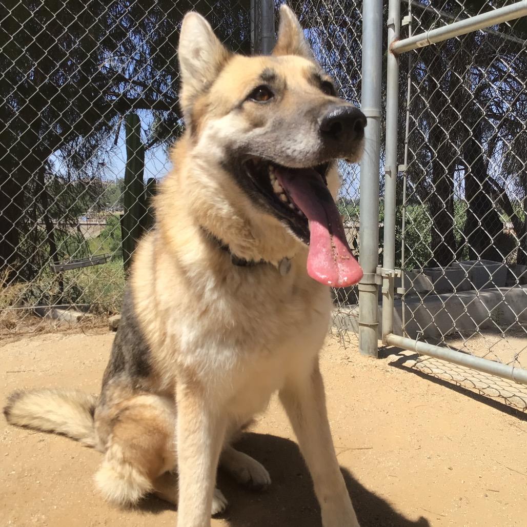 Maui, a Adoptable mixed breed in Riverside, CA image 5/6