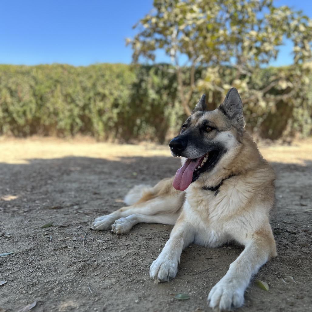 Maui, a Adoptable mixed breed in Riverside, CA image 6/6