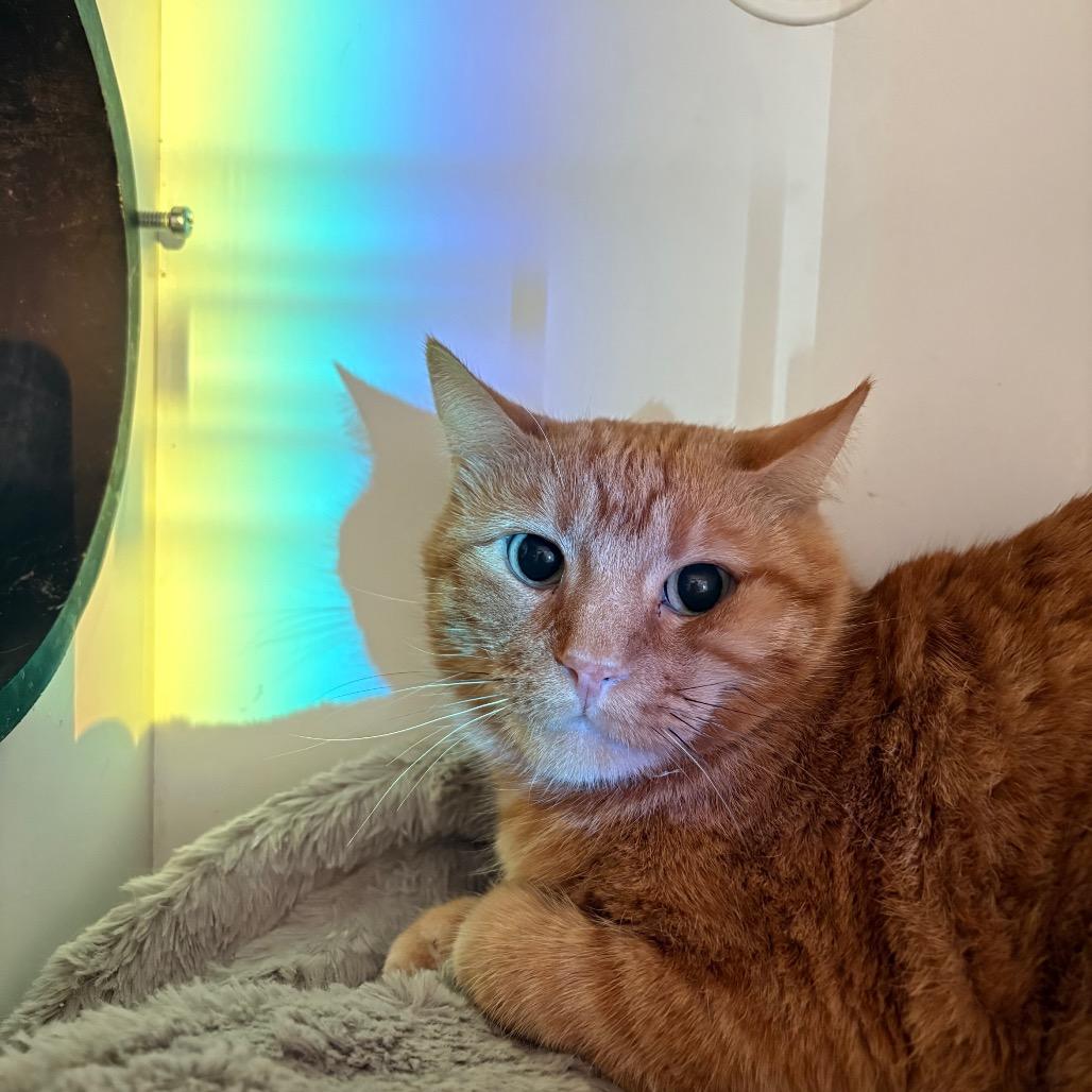 Tobi, Adoptable, Adult Male Domestic Short Hair.