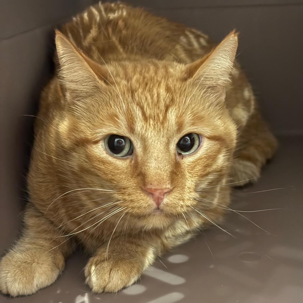 Tobi, Adoptable, Adult Female Domestic Short Hair.