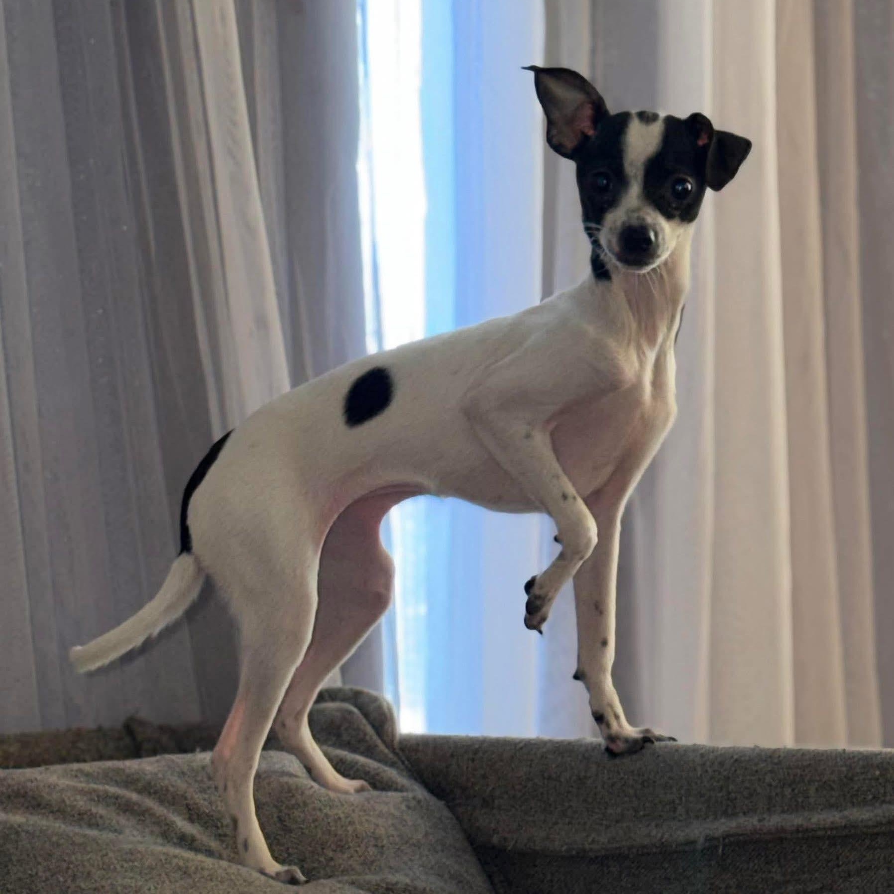 Enlarge Sweetie pie , an adopted mixed breed in Lodi, CA image 2/4