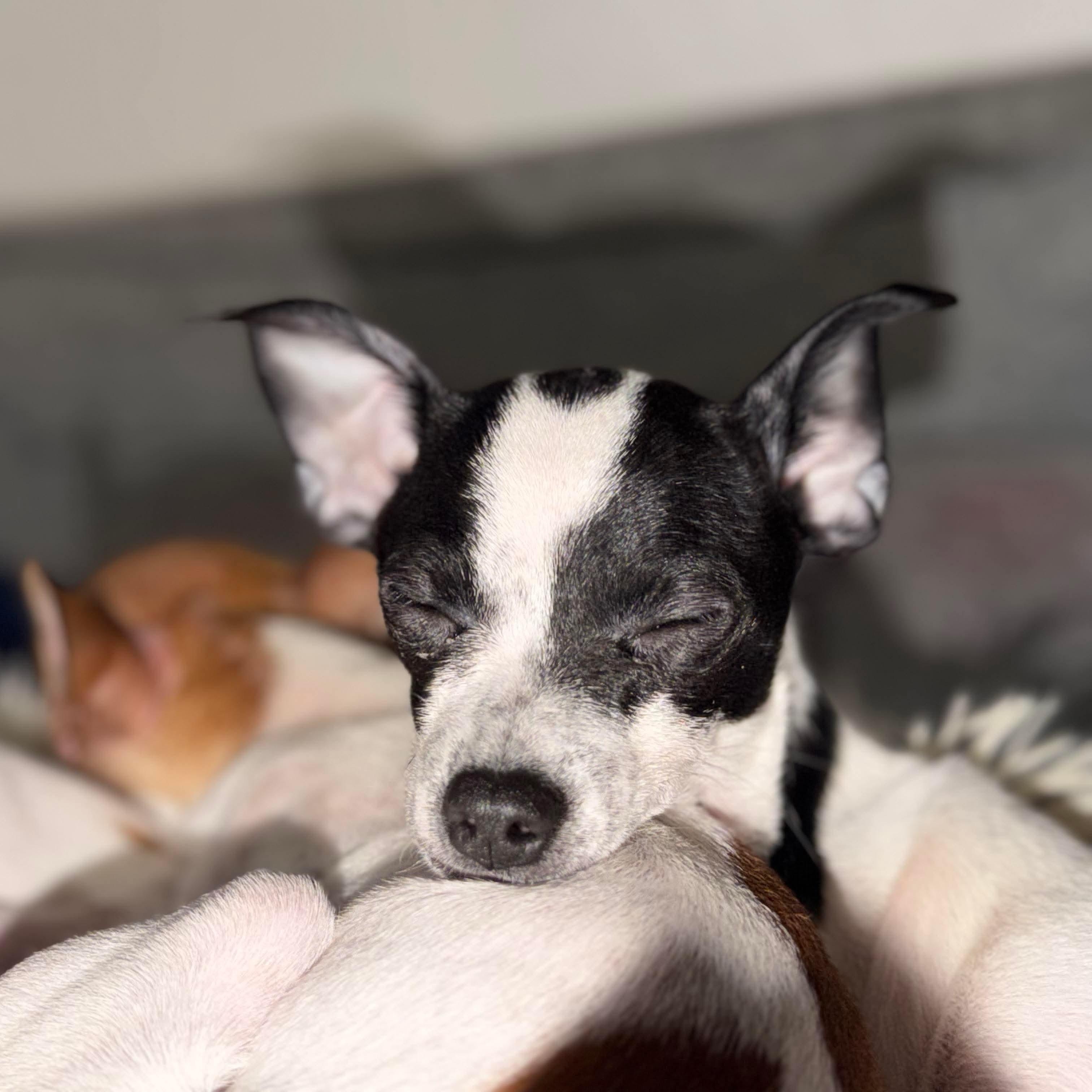 Enlarge Sweetie pie , an adopted mixed breed in Lodi, CA image 3/4