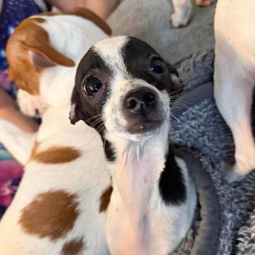 Enlarge Sweetie pie , an adopted mixed breed in Lodi, CA image 1/4