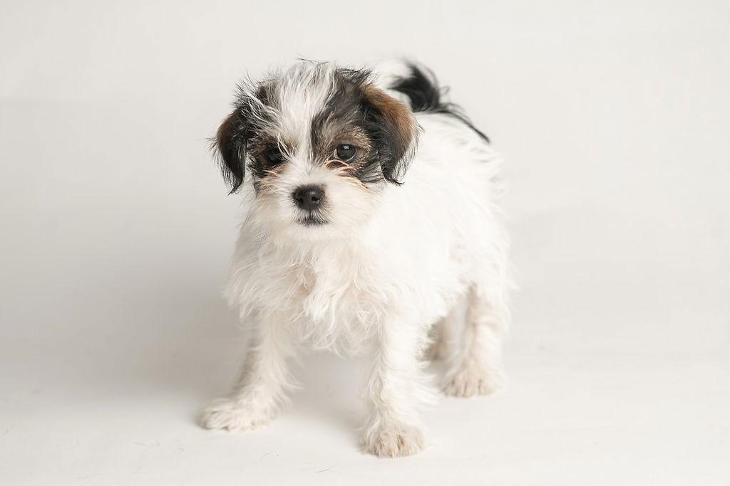 Dancer: Hula, Adopted, Puppy Female Shih Tzu.
