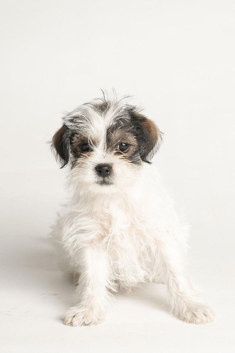 Enlarge Dancer: Hula, a Adopted Shih Tzu in Palo Alto, CA image 2/3