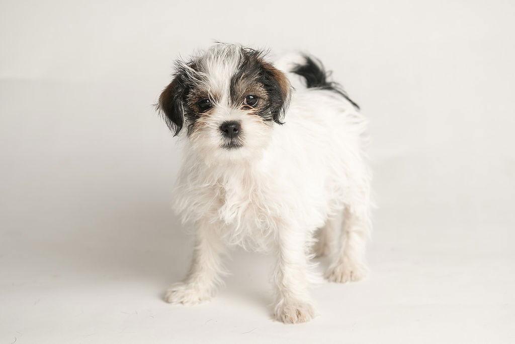 Enlarge Dancer: Hula, a Adopted Shih Tzu in Palo Alto, CA image 3/3