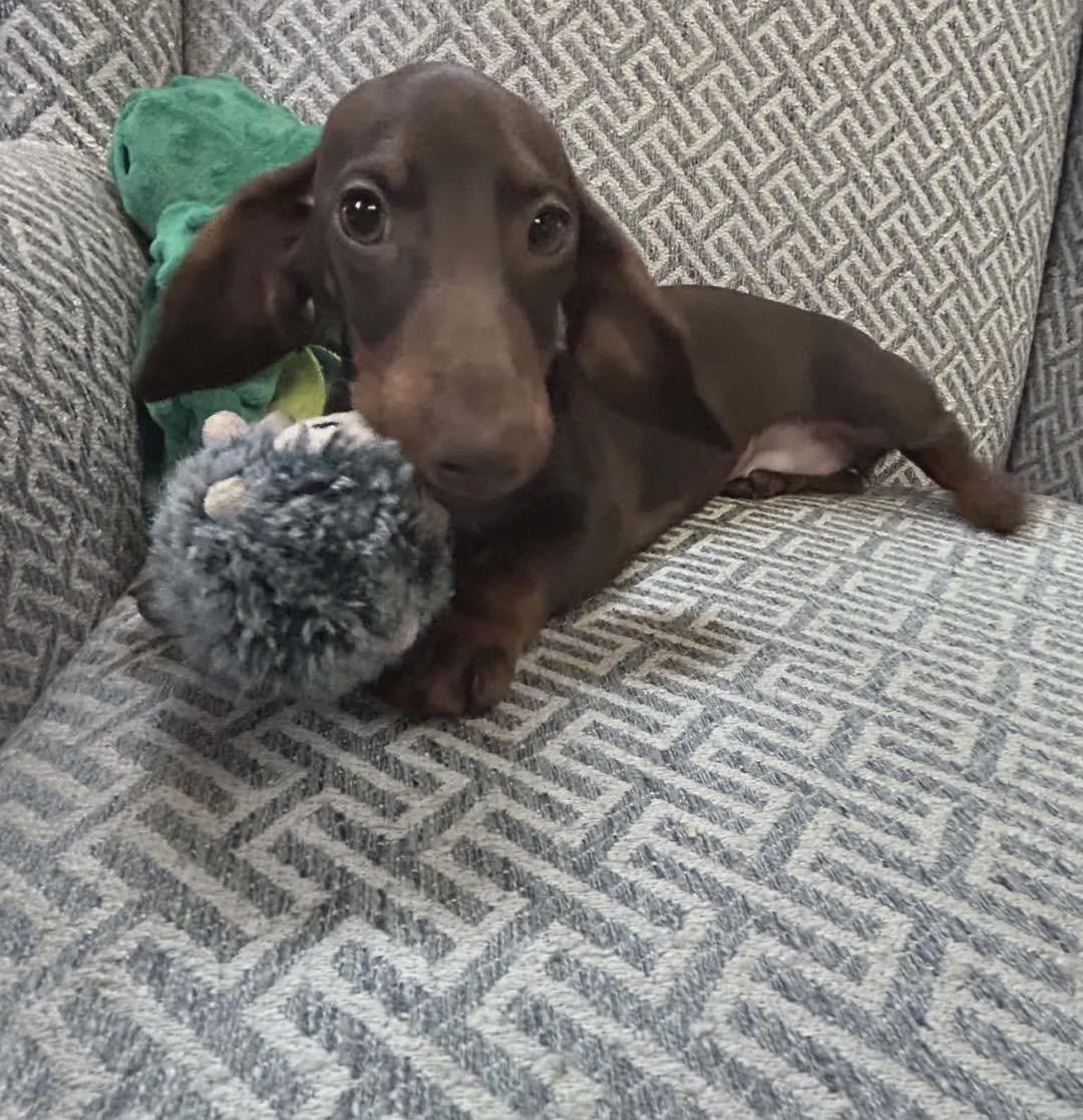 Enlarge May-May, a Adopted Dachshund in Richmond, KY image 1/5