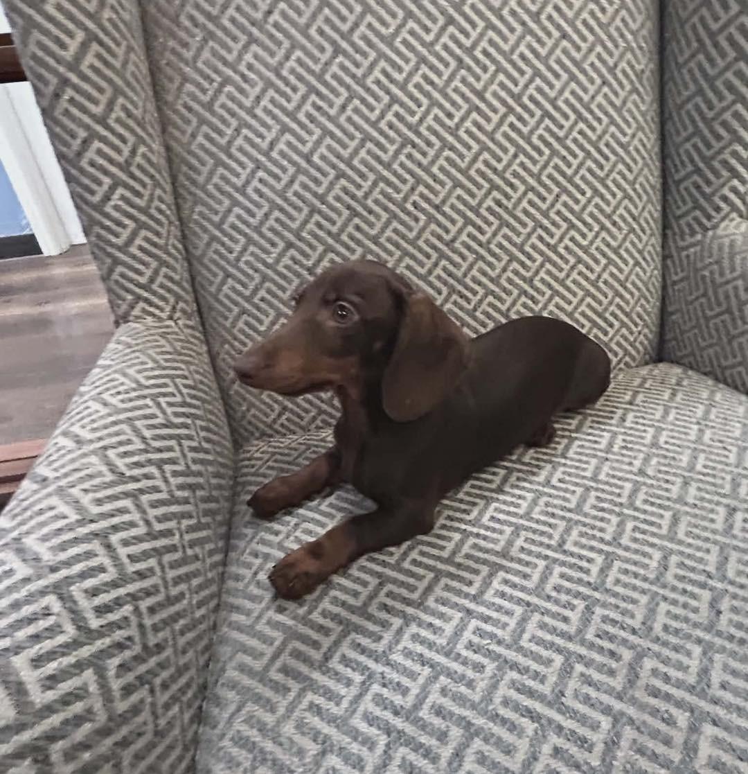 Enlarge May-May, a Adopted Dachshund in Richmond, KY image 2/5