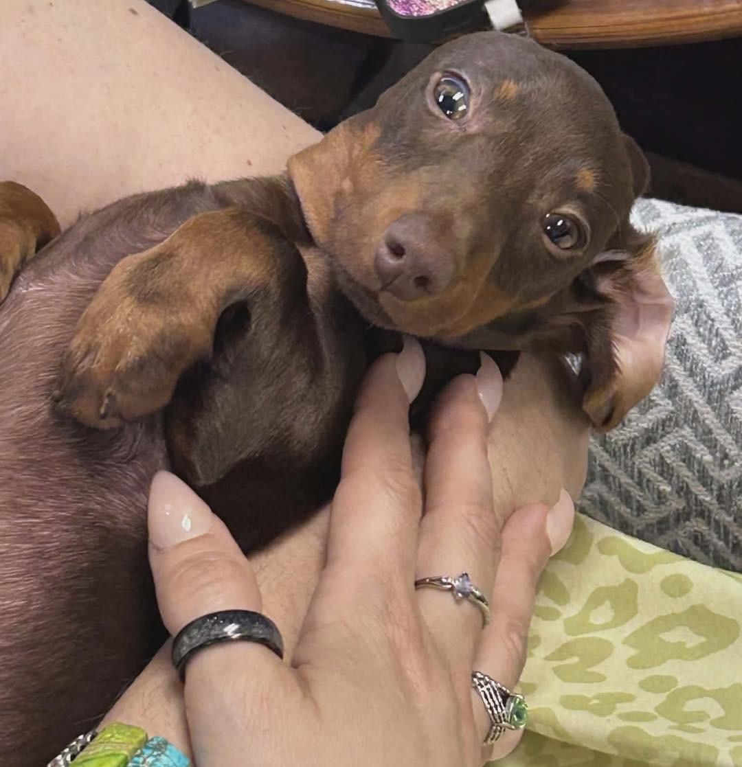 Enlarge May-May, a Adopted Dachshund in Richmond, KY image 3/5