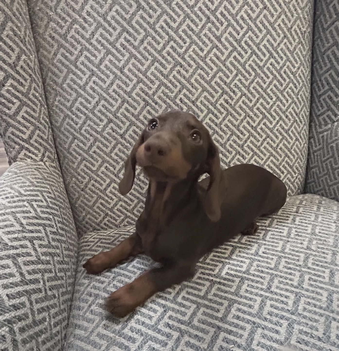 Enlarge May-May, a Adopted Dachshund in Richmond, KY image 4/5
