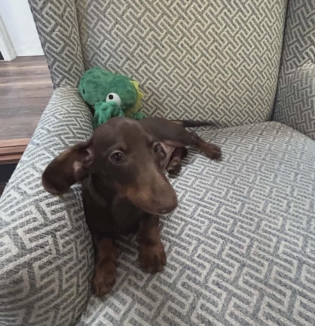 Enlarge May-May, a Adopted Dachshund in Richmond, KY image 5/5
