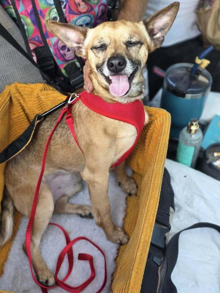 Teddy Rupert, a Adoptable Chihuahua in Chattanooga, TN image 1/5