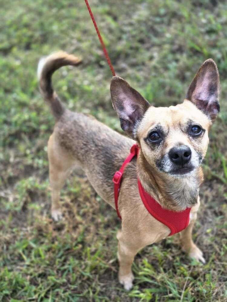 Teddy Rupert, a Adoptable Chihuahua in Chattanooga, TN image 2/5