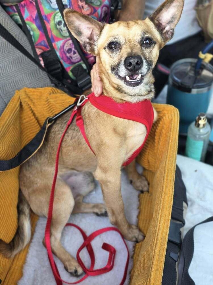 Teddy Rupert, a Adoptable Chihuahua in Chattanooga, TN image 3/5