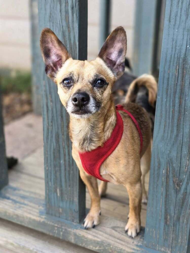 Teddy Rupert, a Adoptable Chihuahua in Chattanooga, TN image 4/5